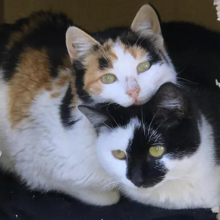 Hostel Bujtina Hader Xhebro Tepelene