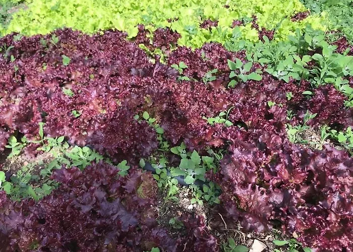 Bujtina Hader Xhebro *